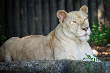 Obraz premium Beautiful lioness resting and observing the surroundings