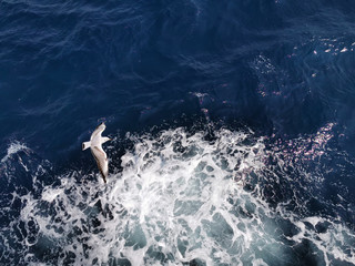 Naklejka premium Seagull in flight over ocean