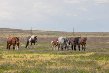 Herd of Wild Horses in the Utah Desert in Spring