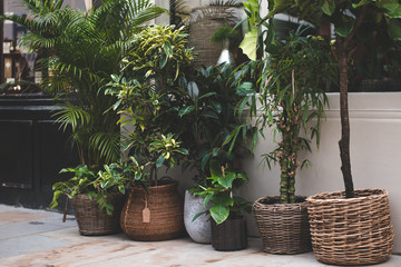 A boutique plant shop in the city of London.