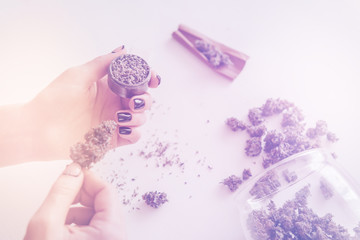 Woman rolling a cannabis blunt on white background. marijuana use concept. Woman preparing and...