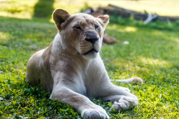 the lioness in various sitting positions, the lioness rests on the green lawn