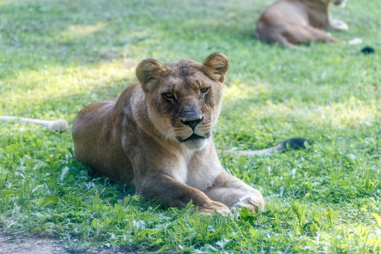 the lioness in various sitting positions, the lioness rests on the green lawn