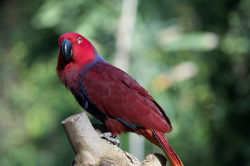 Aves