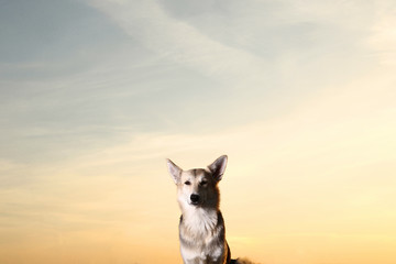 Beautiful mongrel dog close up in sunset lighting background.