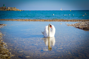 Beautiful white swan living in Altea, Spain