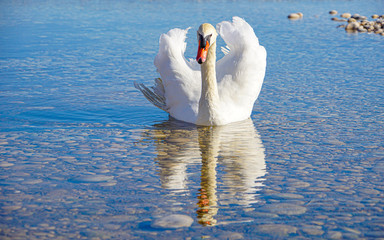 Beautiful white swan living in Altea, Spain