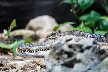 The spectacled caiman known as Caiman crocodilus if it reposes out of the water