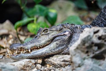 The spectacled caiman known as Caiman crocodilus if it reposes out of the water