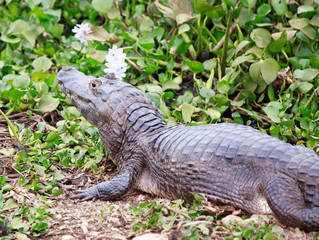 Fototapeta premium Wild Caiman amongst a marsh of brightly coloured leaves and Wild Hyacinth Flowers, Brazil