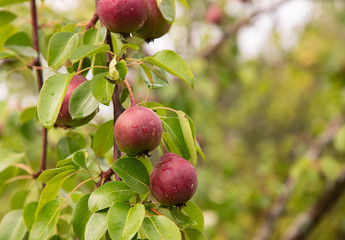 Little red pears on a tree branch. Harvest pears on a tree. Pear tree with raspberry fruits