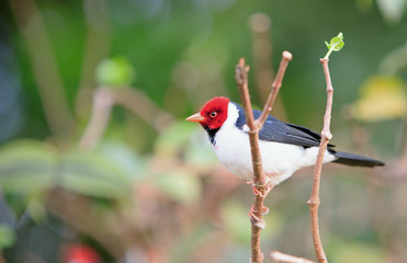 Red Headed Cardinal Bird -  Pantanal, Brazil