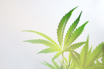 Non-standard, hybrid leaves of cannabis green cannabis seen from below in a high key With light...