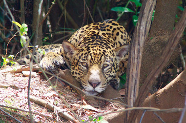 Close up of a Jaguar looking doretly into camera while resting next to a large tree trunk in The Pantanal - Brazil