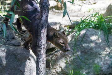The fossa ( Malagasy Cryptoprocta ferox)