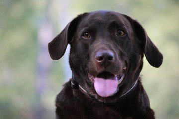 Labrador portrait