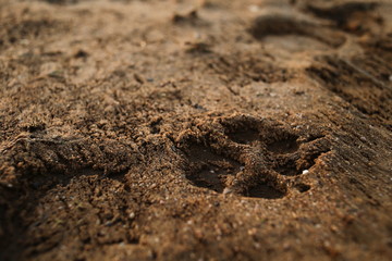View from above at footprint on a sandy surface