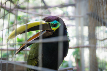 Caged angry toucan in a cage in Macaw Mountain Bird Park, Copan Ruinas, Honduras