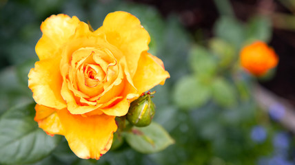 blooming yellow rose flower next to an unopened bud in a summer garden on a background of blurred grass and flowers