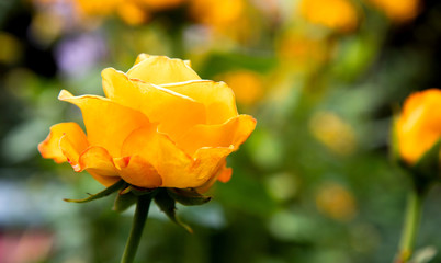 One blooming yellow rose bud in a summer garden on a background of blurred grass