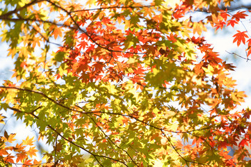 水辺の紅葉