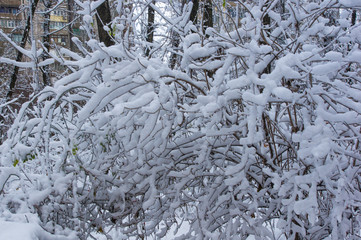 snow-covered branches and trees in the city park