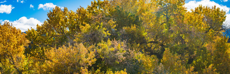 Green and Yellow Fall Leaves