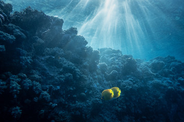 Amazing sun rays peaking through the water surface. Two yellow fish in the spot light. Pure and...