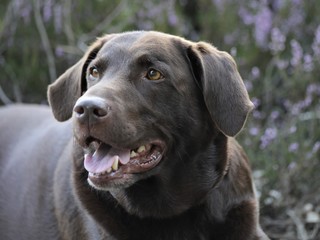 Portrait of brown chocolate labrador