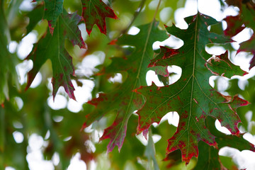 The beauty of the leaves