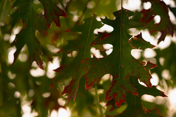 The beauty of the leaves