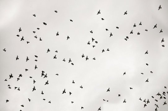 Zoom_migratory birds_flying_swarm_monochrome_by jziprian