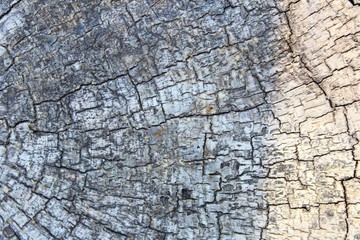 old wood texture