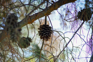 The dried of the pine tree, ready to fall to the ground 