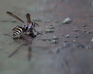 spider on a leaf