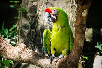 Detail of a green macaw parrot on a stick in Macaw Mountain Bird Park, Copan Ruinas, Honduras © Loes Kieboom