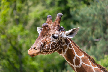 Giraffe with green in background