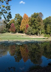 Fototapeta na wymiar Reflection of Fall Foliage Vertical