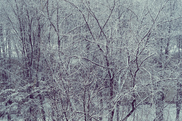 Winter urban frosty landscape - snow covered trees on foggy background