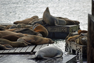 Sea Lions at Pier 39