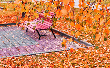 Autumn park in campus of famous Russian university with red orange fallen leaves and trees