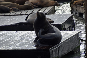 Sea Lions at Pier 39
