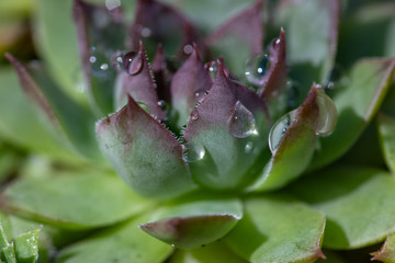 closeup of green succulent with rain drops