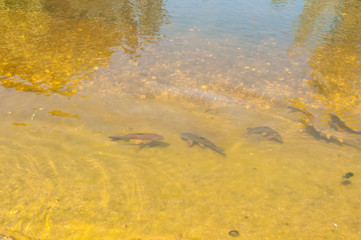Fototapeta na wymiar Big fishs in a river 