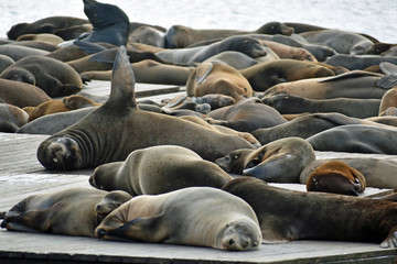 Sea Lions at Pier 39