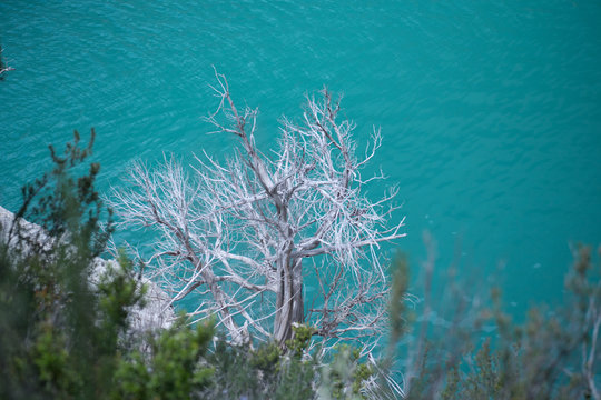 &Aacute;rbol muerto con mucha agua