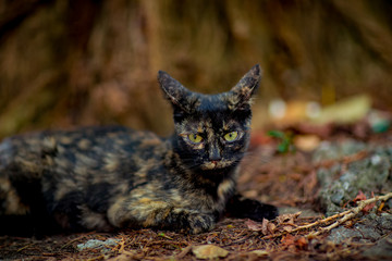 tricolor, brown, domestic cat with green eyes, sitting under a tree and waiting