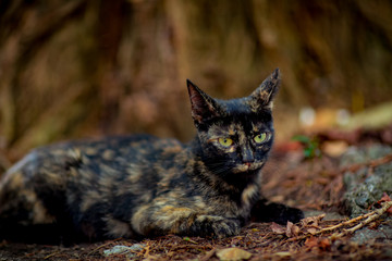 tricolor, brown, domestic cat with green eyes, sitting under a tree and waiting