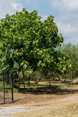 Fototapeta na wymiar Ripening figs hanging on a tree