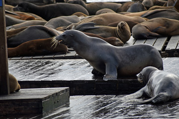 Sea Lions at Pier 39